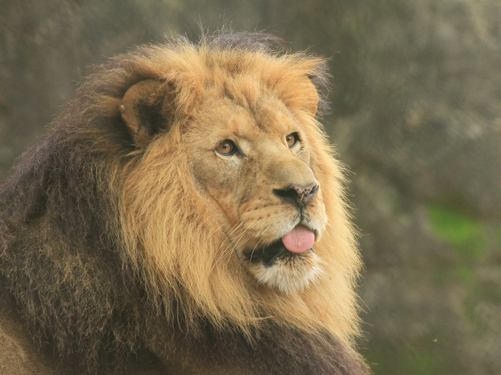 male African lion