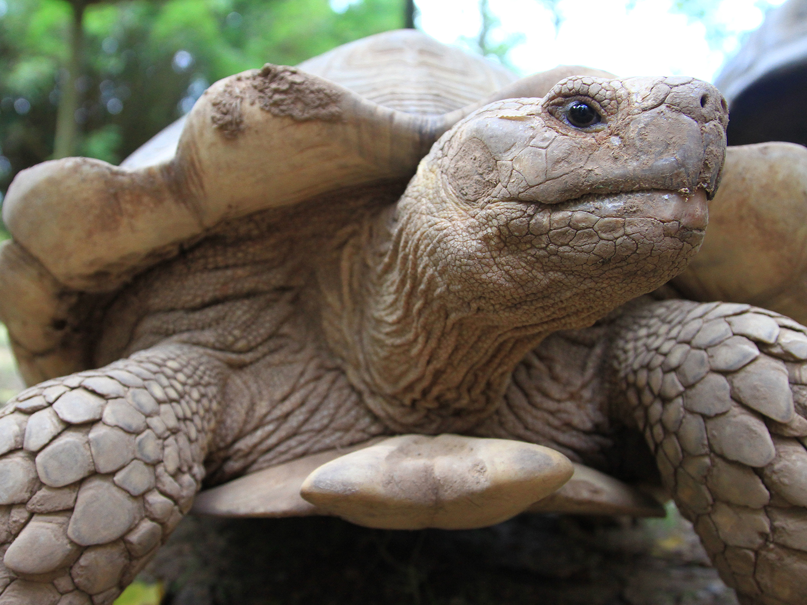 African spurred tortoise