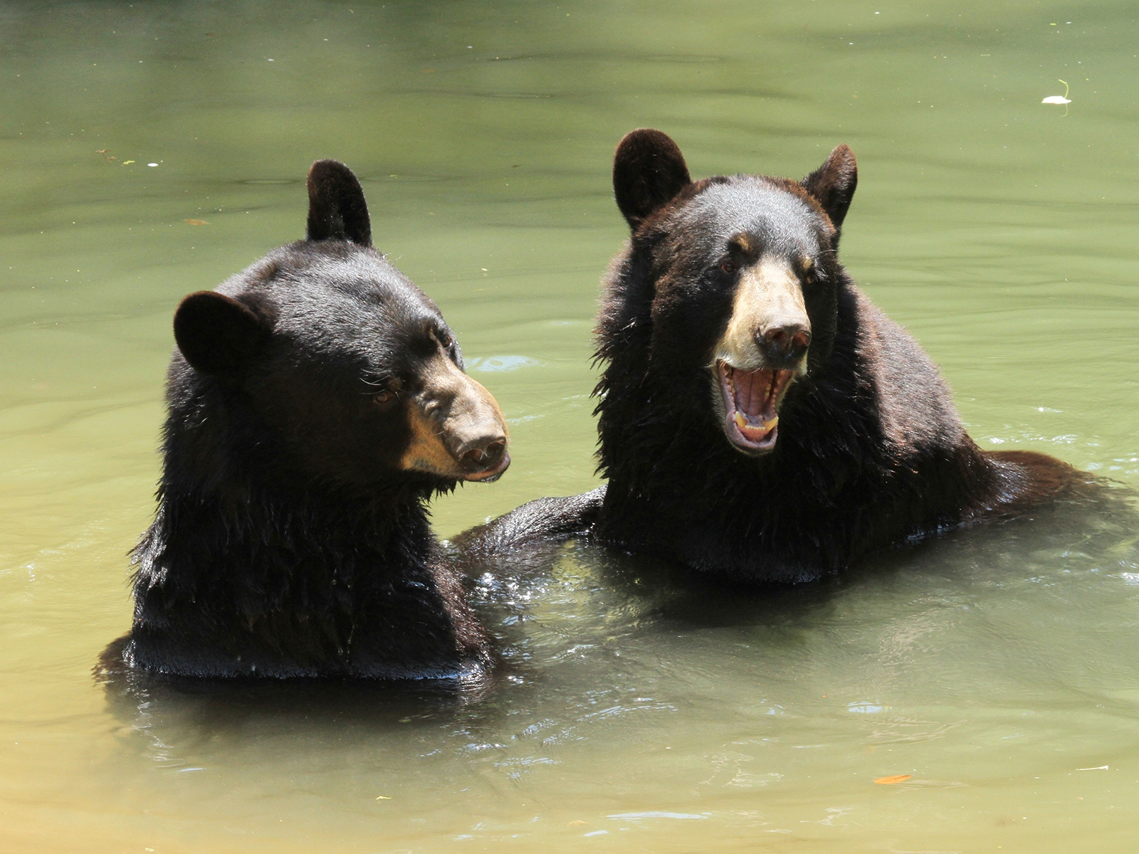American black bears in water