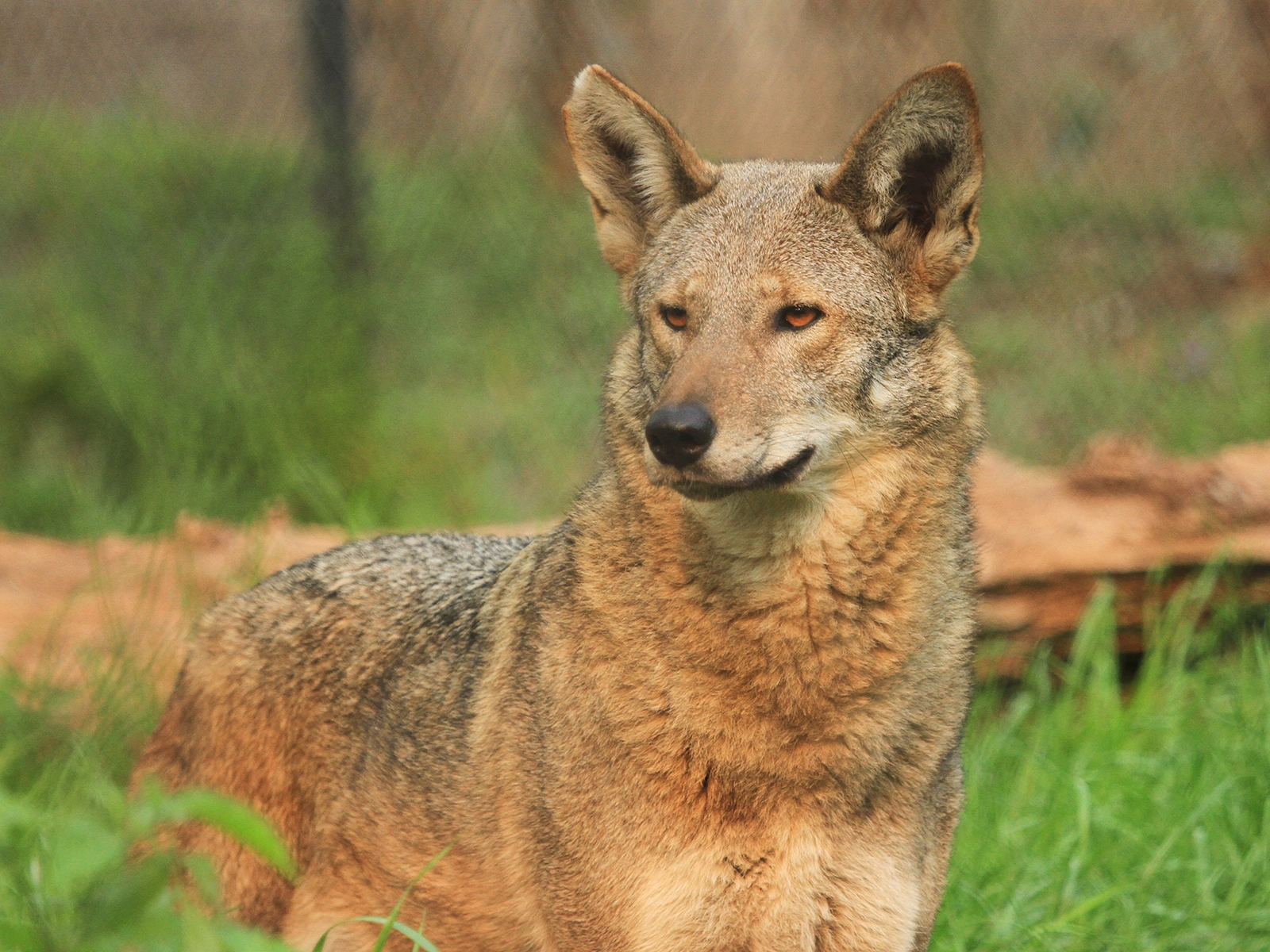 red wolves
