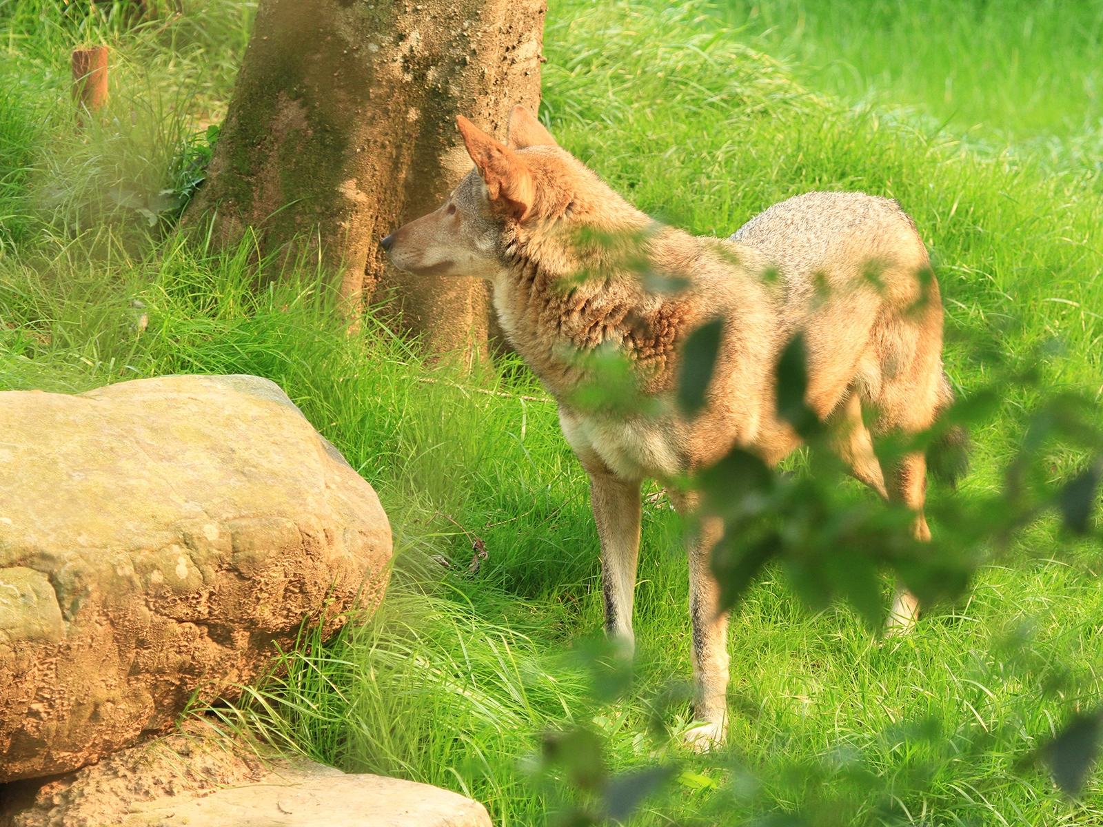 American Red Wolf