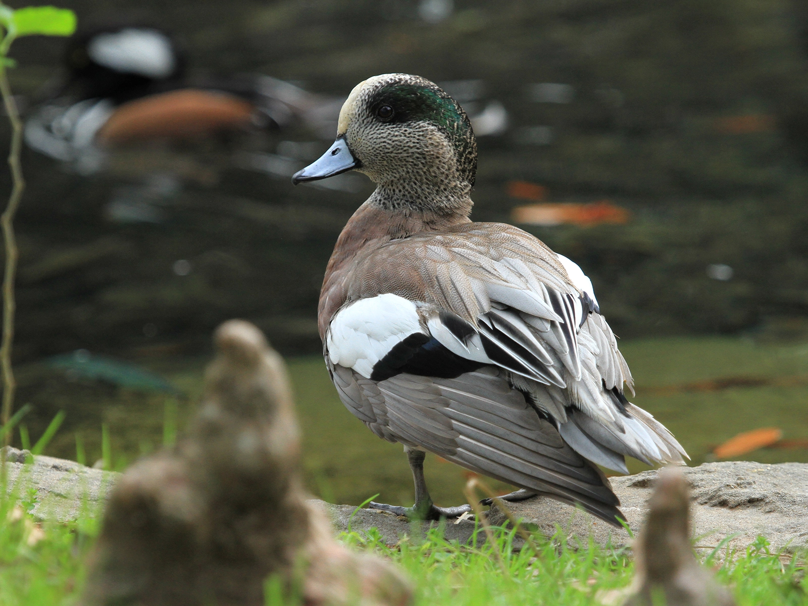 American Wigeon