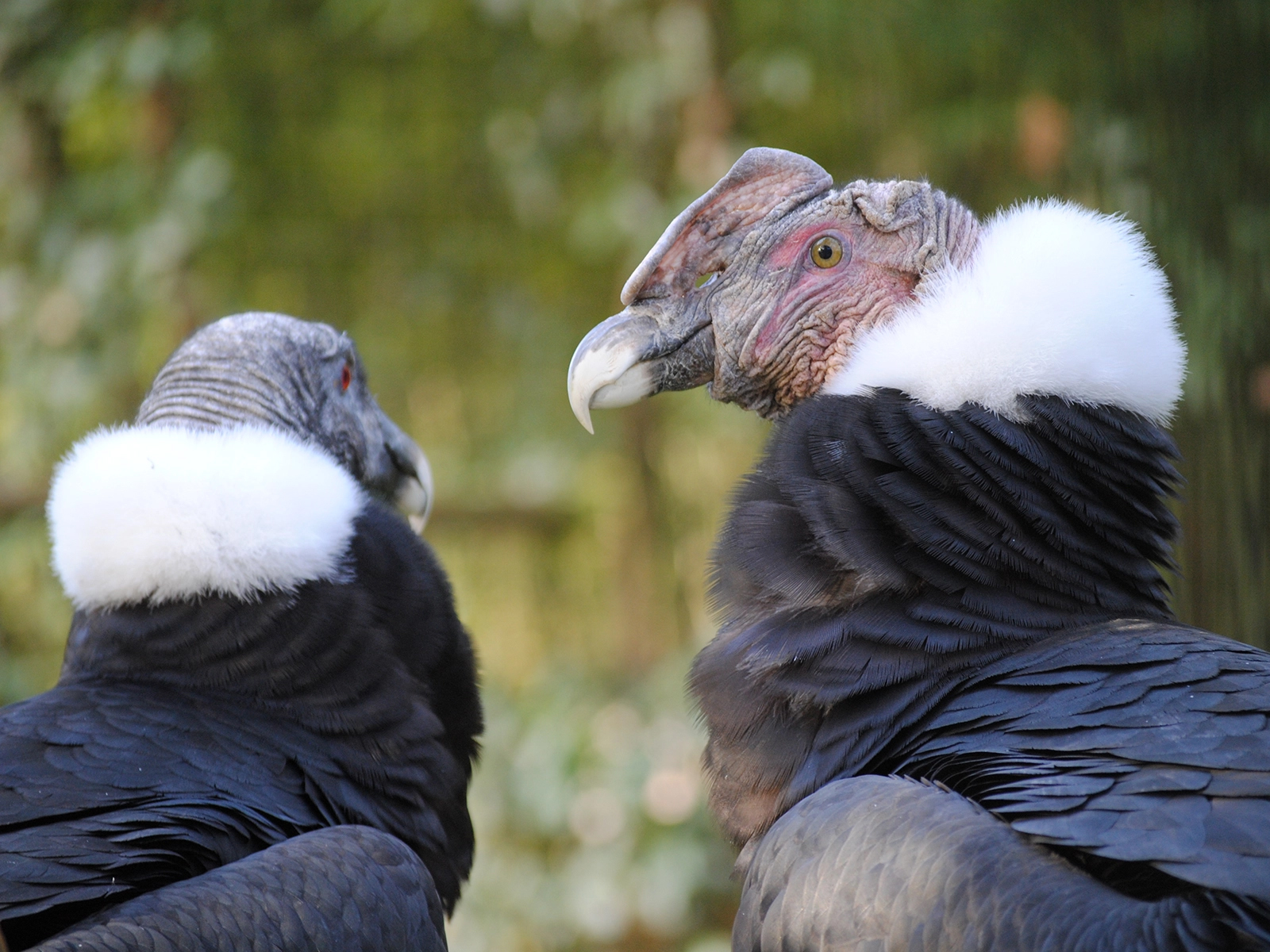 Andean condor female and male