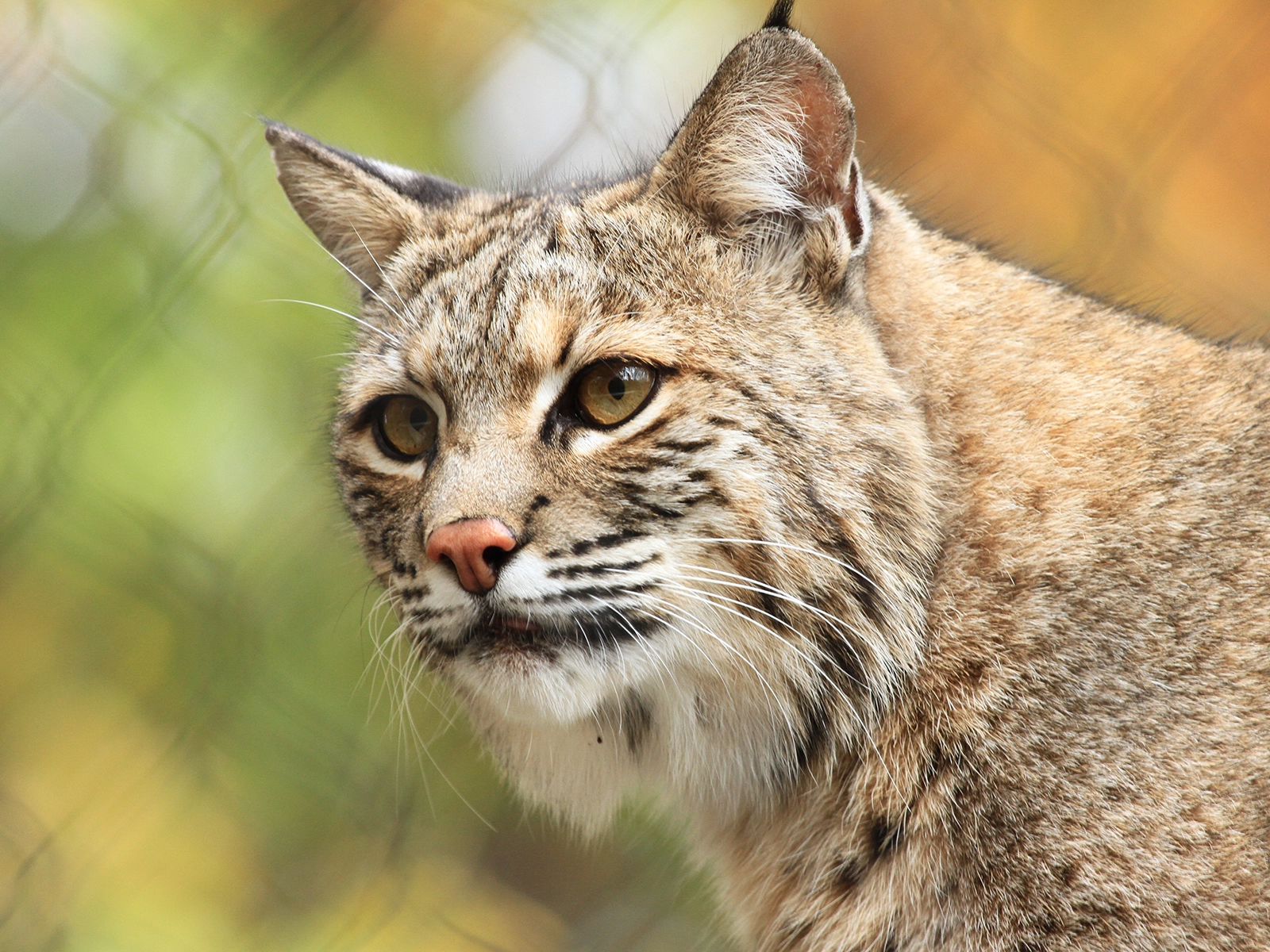 bobcat
