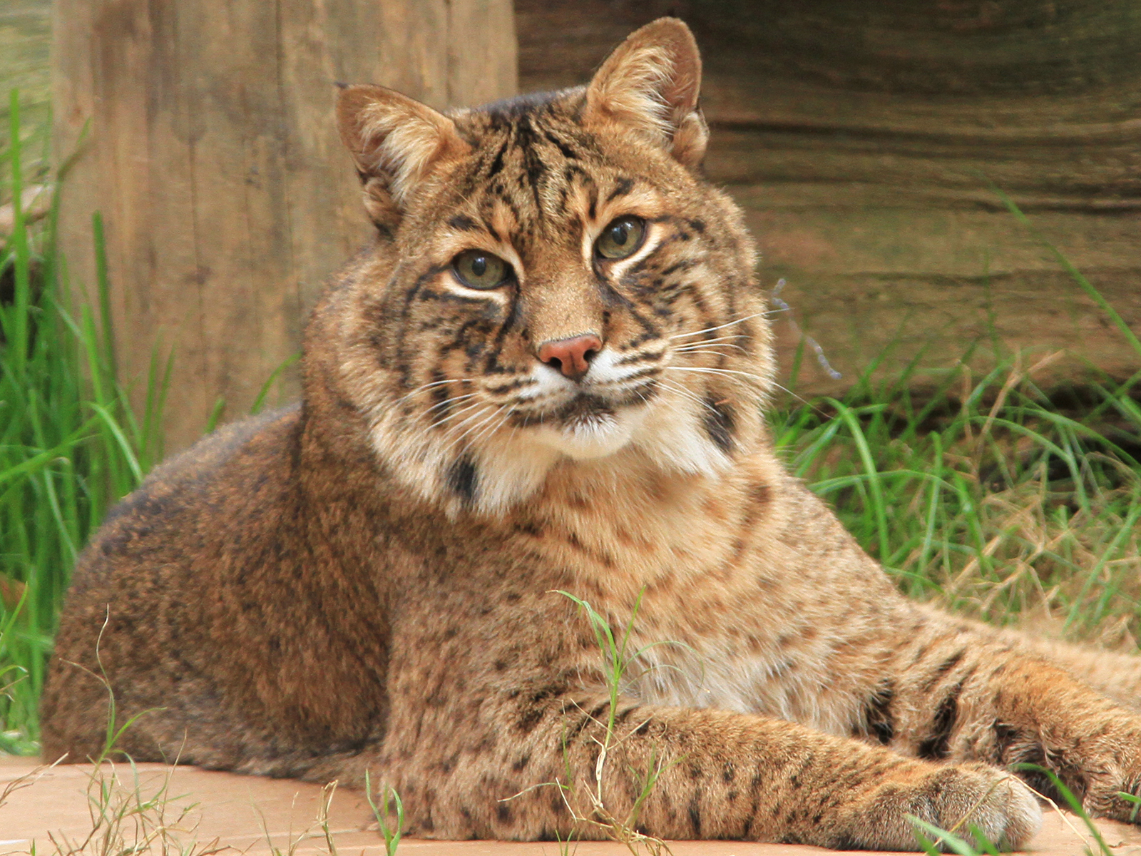 Mittens the bobcat