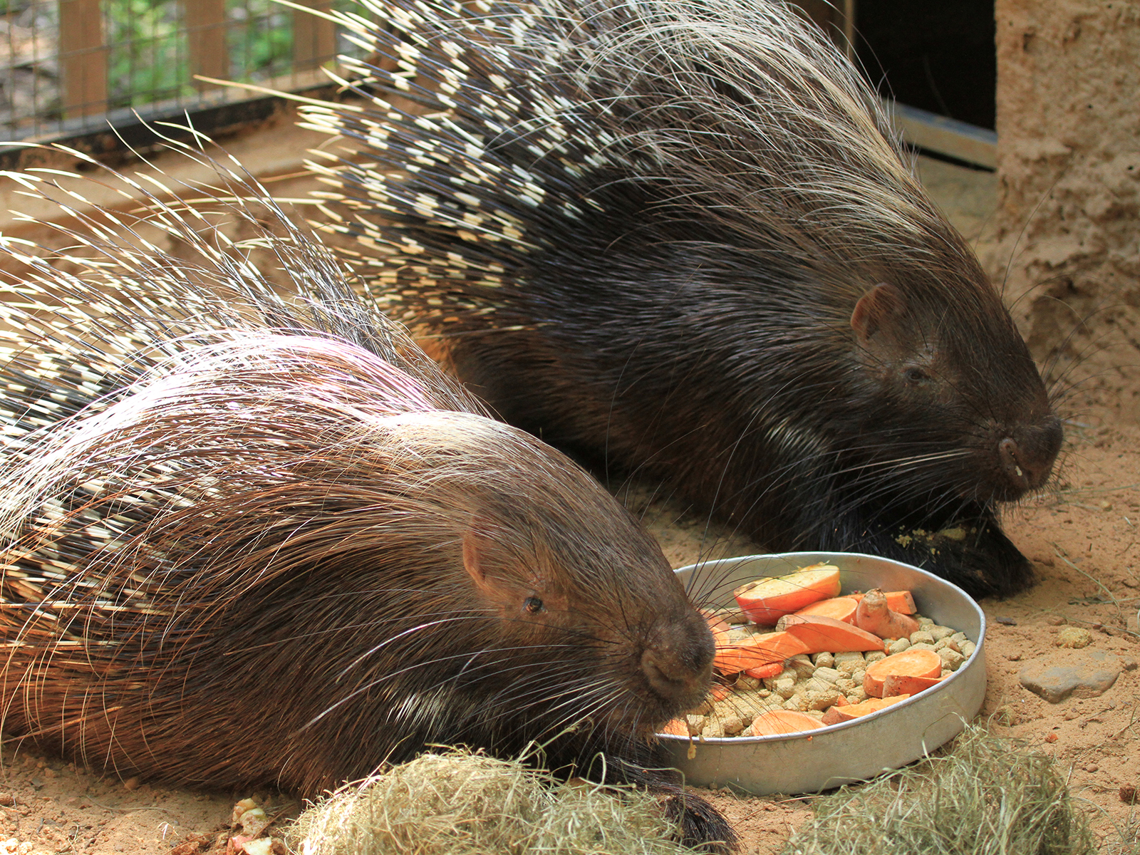 cape porcupines eating