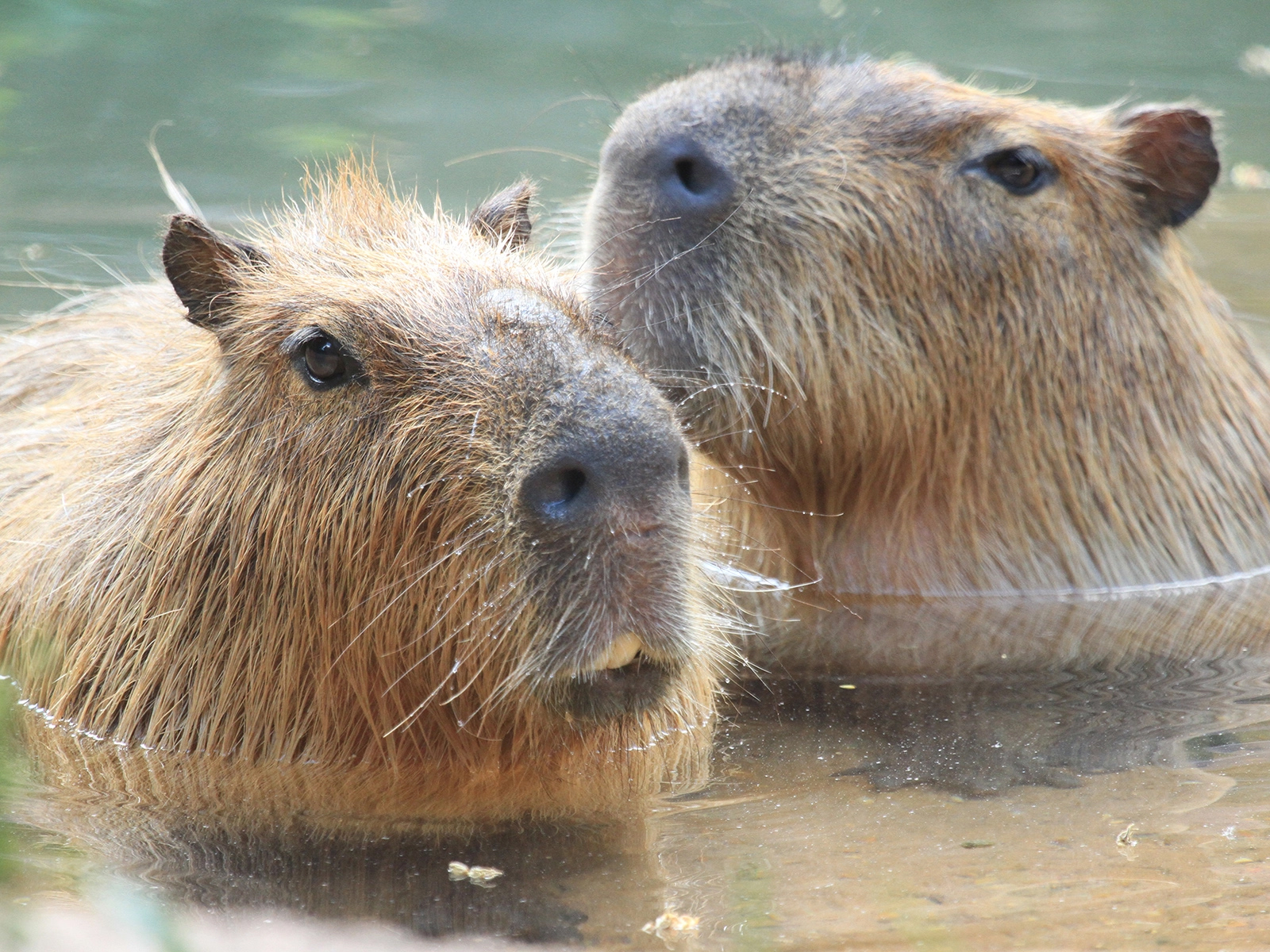 capybara in pool
