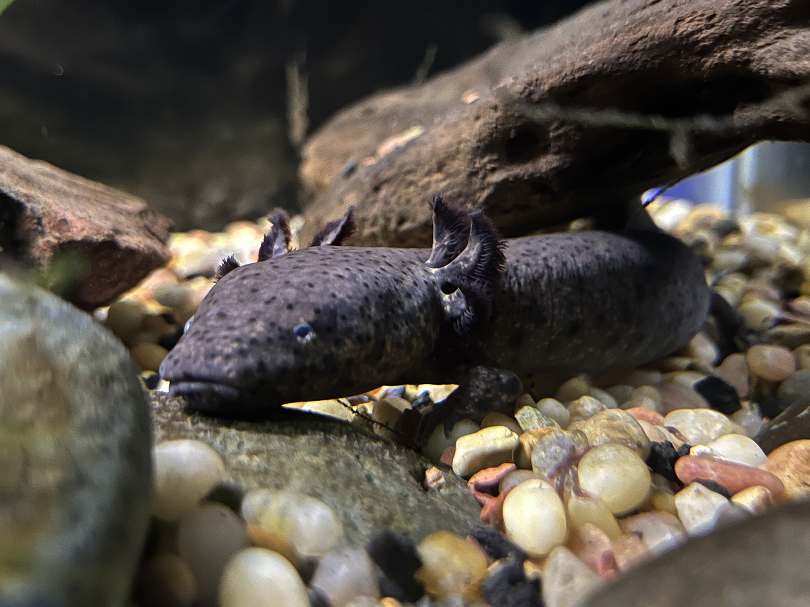 Gulf Coast Waterdog
