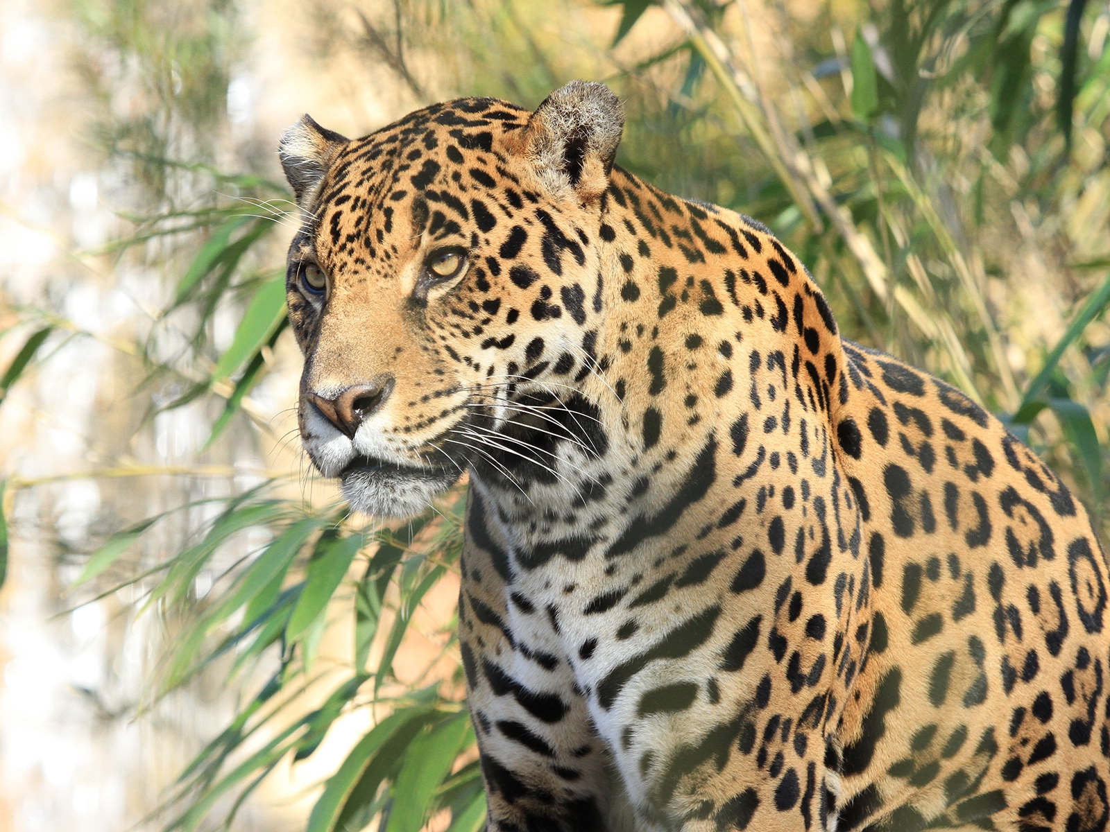 jaguar