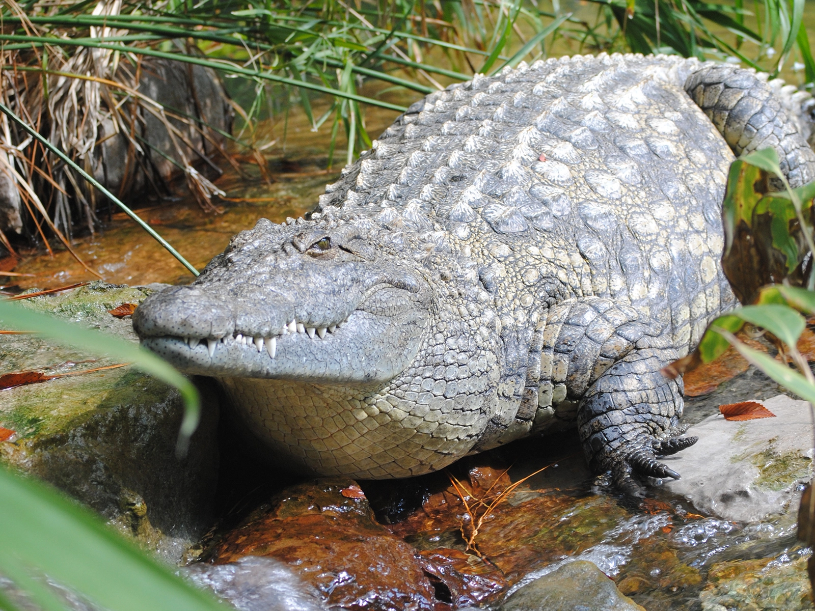 Nile crocodile