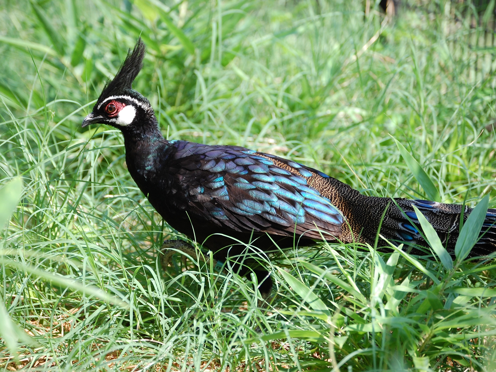 Palawan Peacock Pheasant