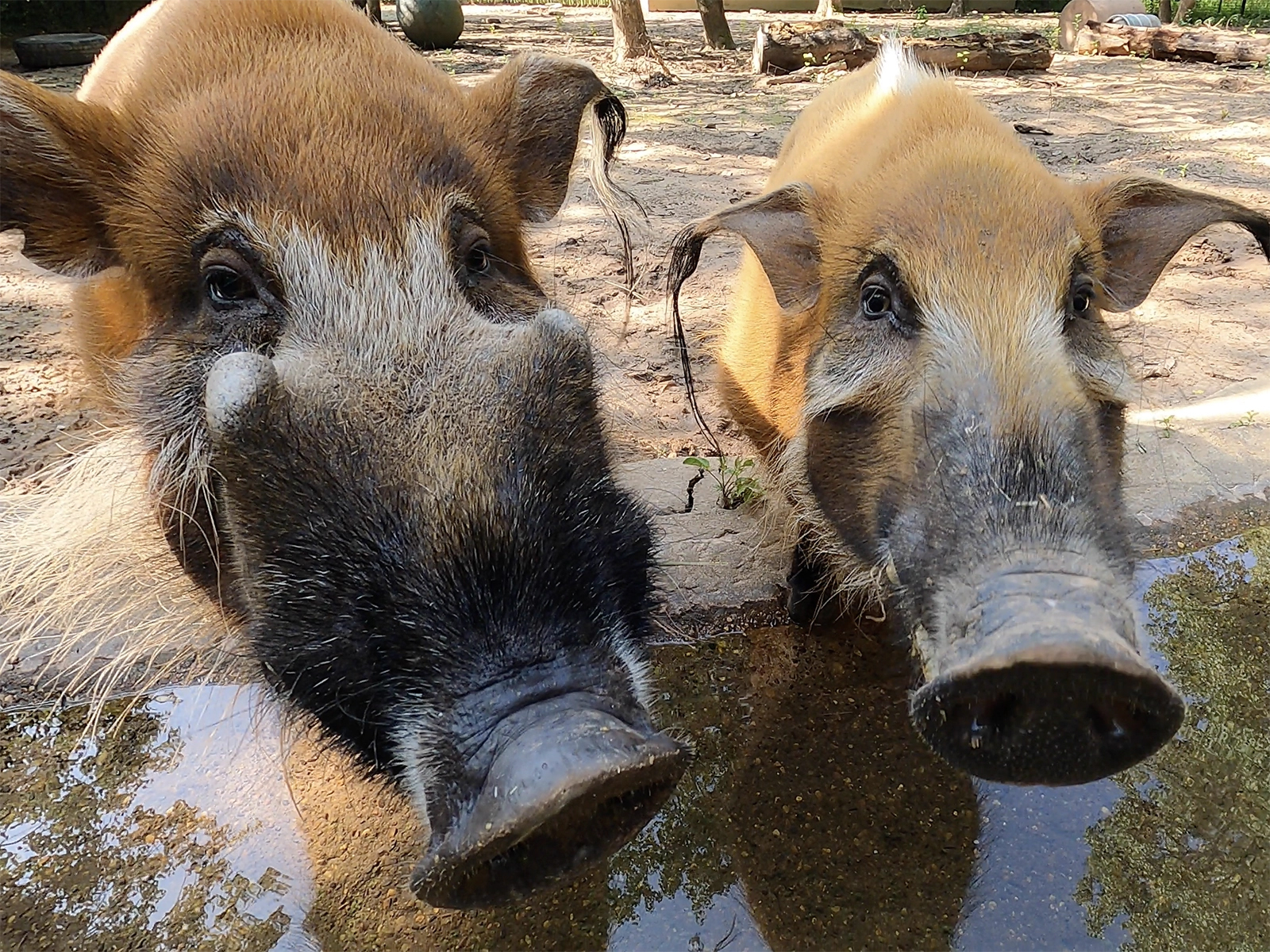 red river hogs