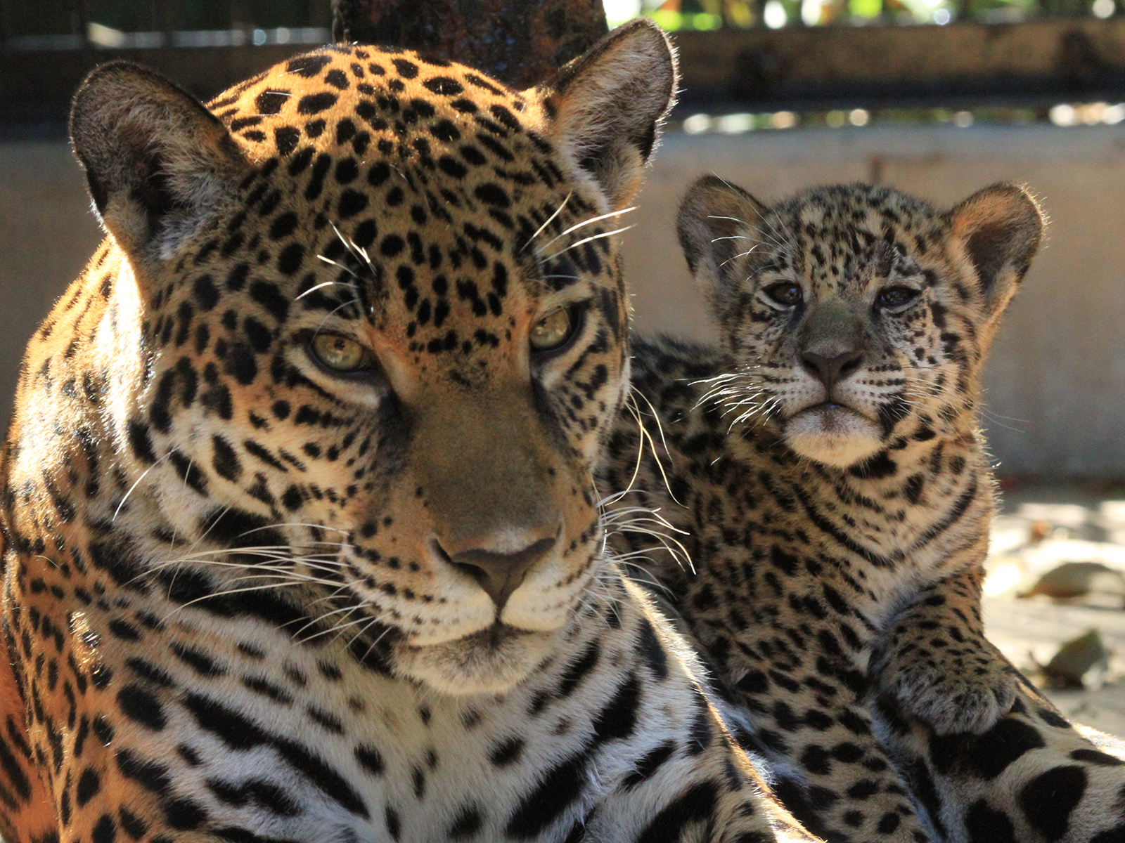 jaguar cub