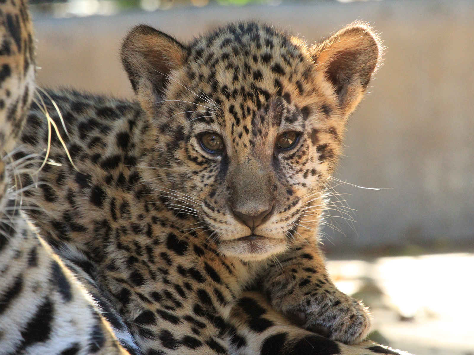 Solana the jaguar