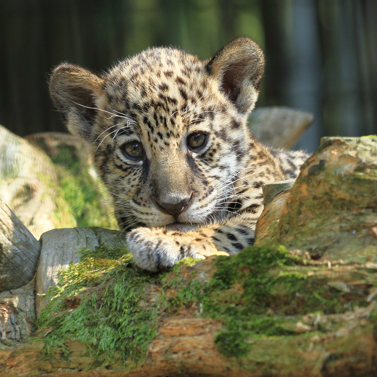 Solana the jaguar