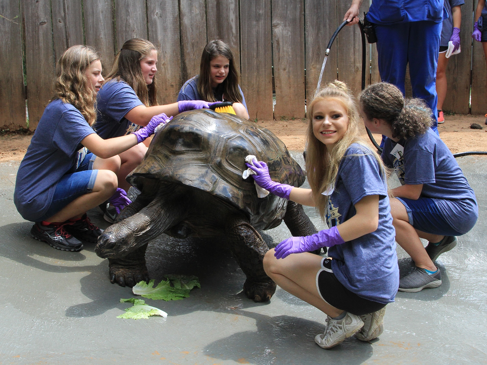 kids assisting animal care team cleaning Aldabra tortoise
