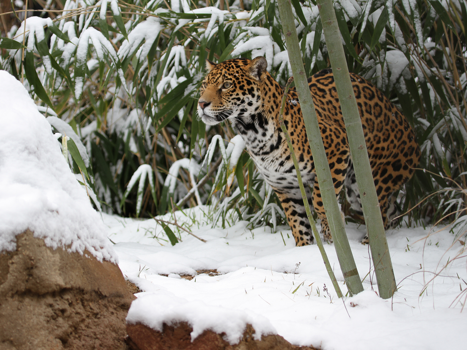 jaguar in snow