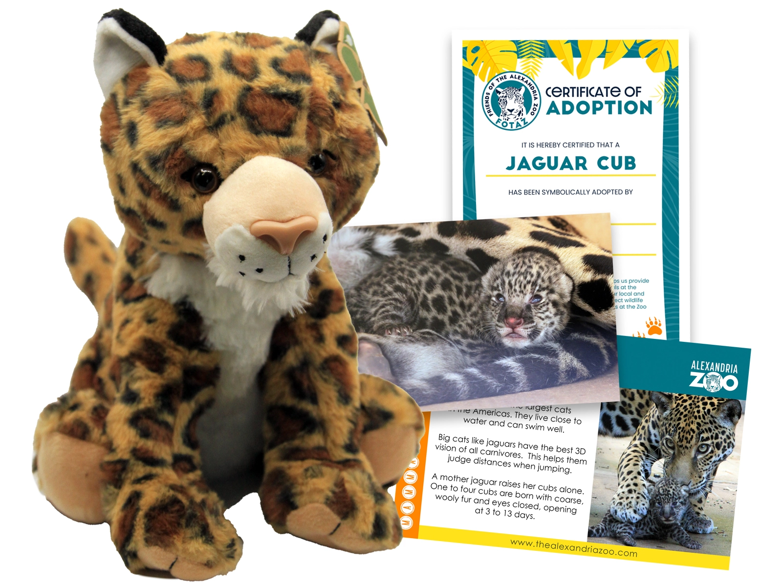 jaguar cub adoption package