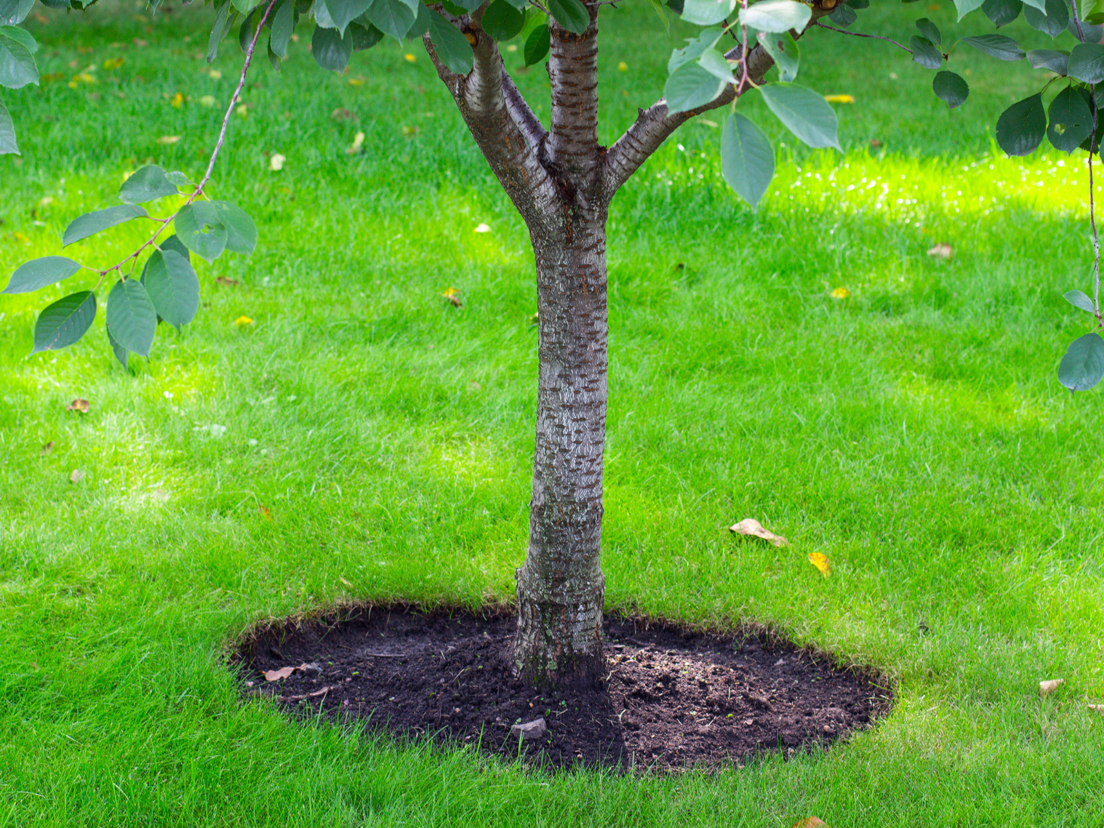 tree