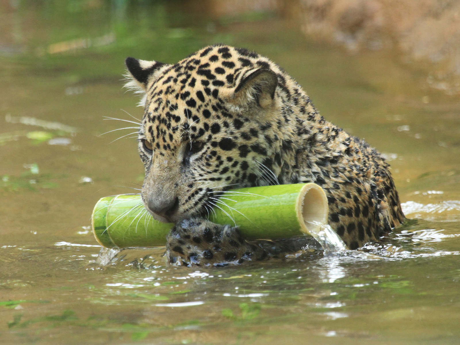 Solana the jaguar in pool