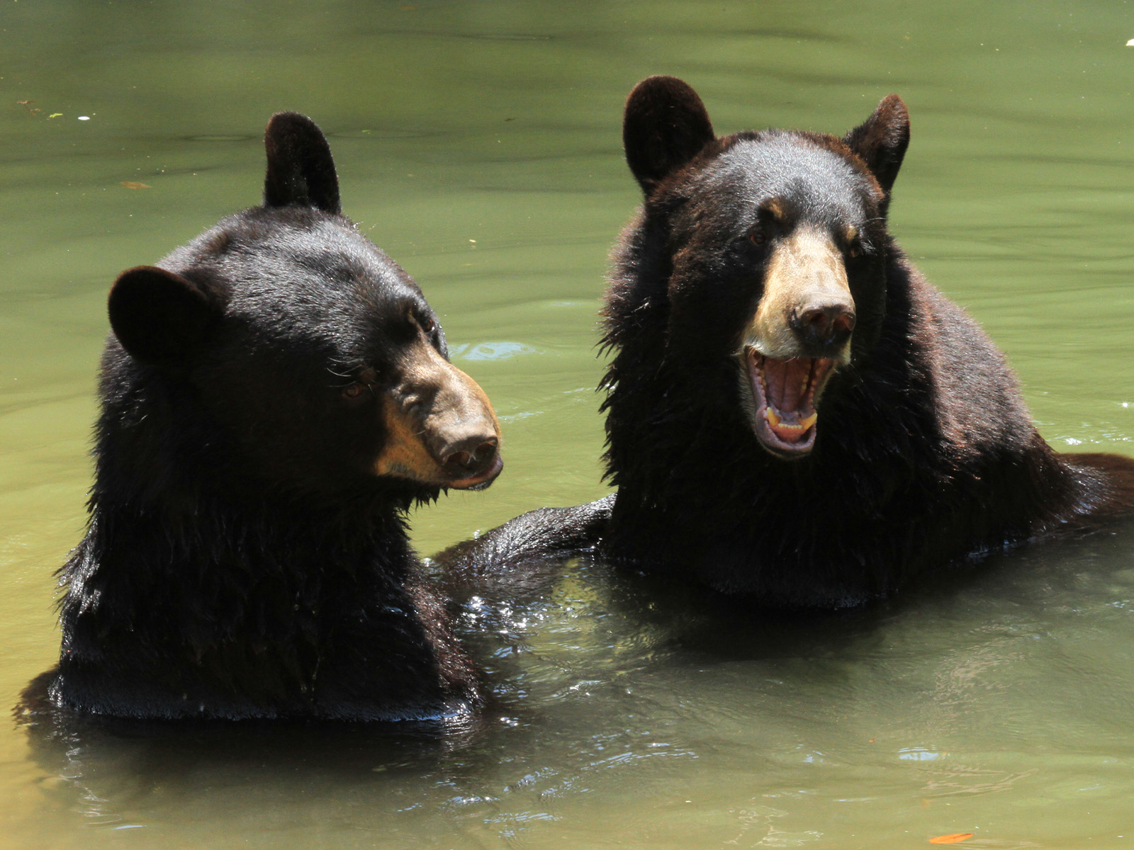 black bears in pool