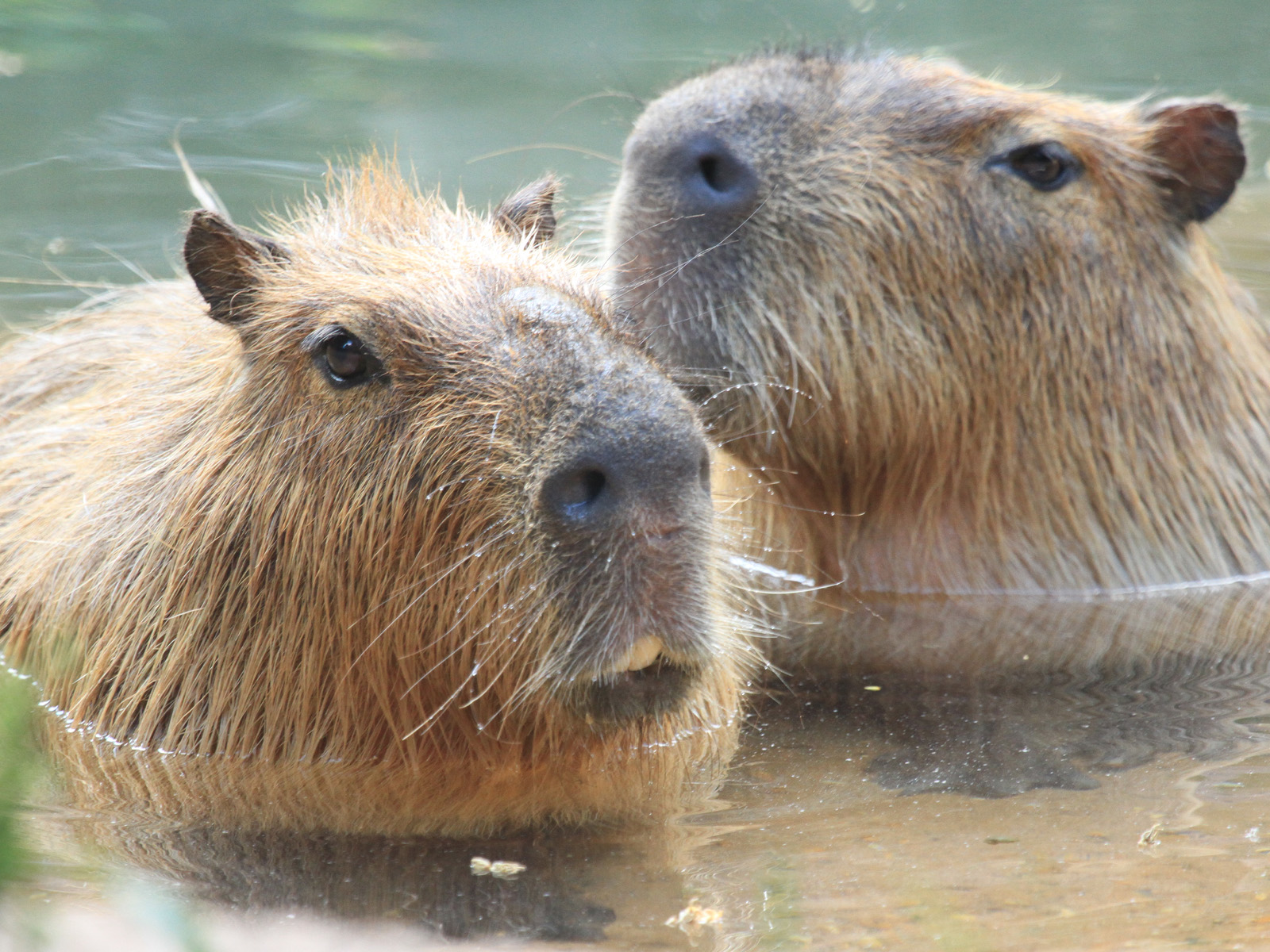 capybara in pool