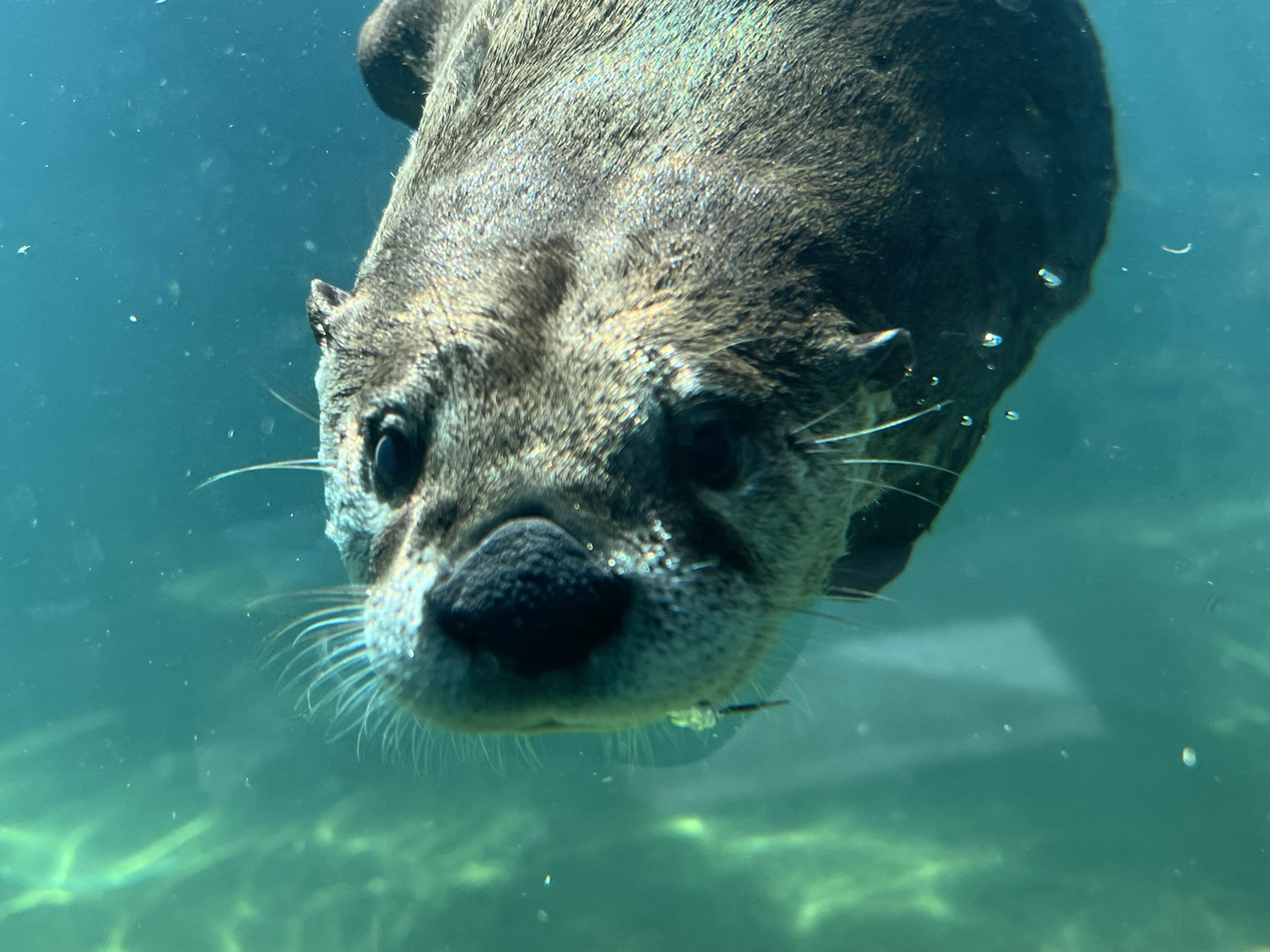 river otter under water