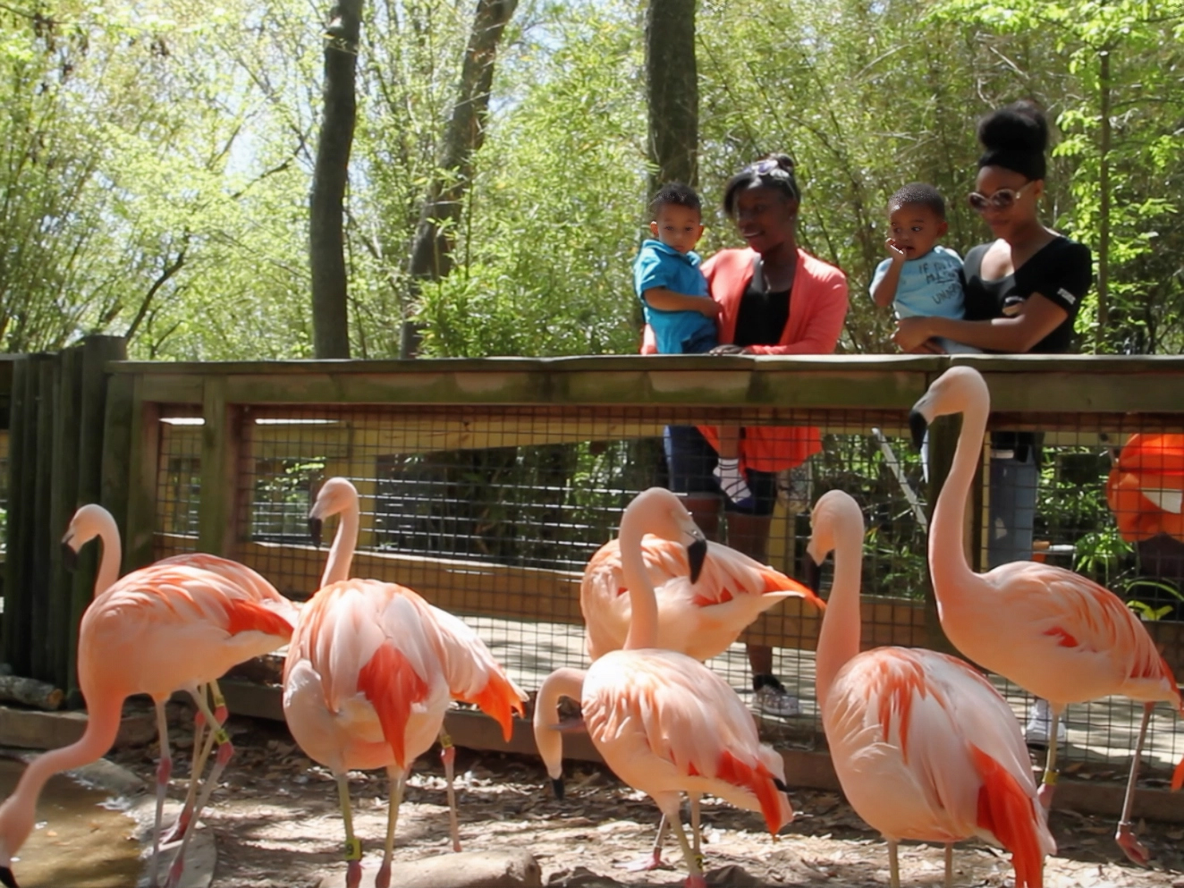 family viewing Chilean flamingos