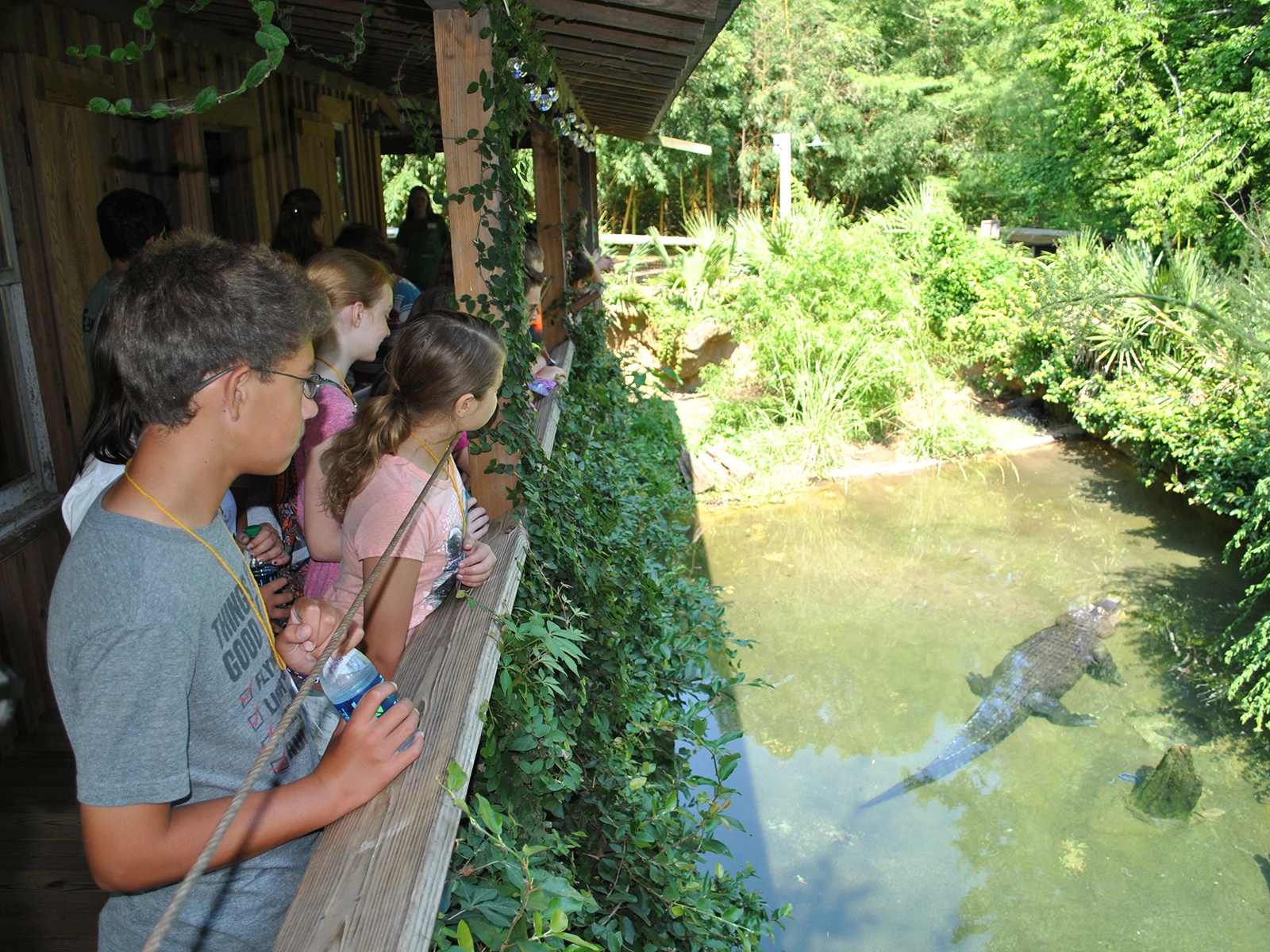group viewing American alligators at Cajun Cabin in Louisiana Habitat