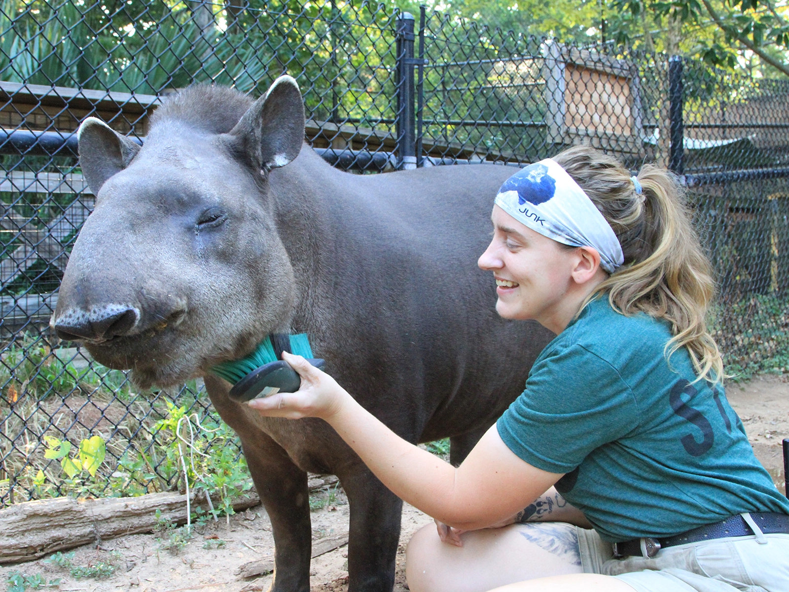keeper brushing Brazilian tapir